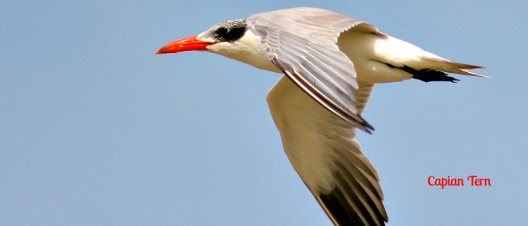Gambia slaat vleugels uit naar vogeltoerisme