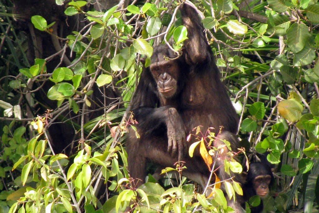 Chimpanzee in de Gambia River National Park