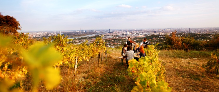 Ontdek de wijngaarden van Wenen met een wijnwandeling