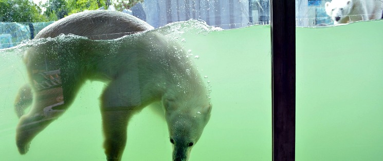 Nieuwe ijsberenwereld in dierentuin Schönbrunn in Wenen